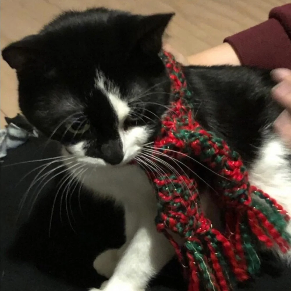 Christmas Cat Scarf Ready to Ship